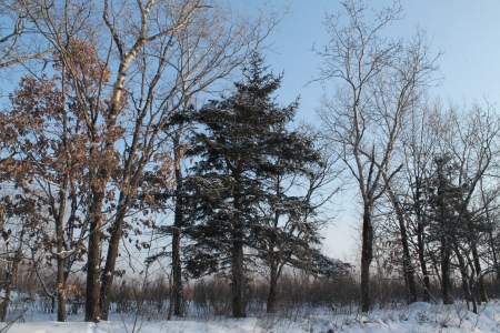 A fir-tree between trees with dried up leaves in wintertimeの写真素材