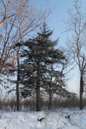 A fir-tree in winterの写真素材