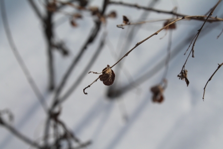 Dry leaves in the winter forestの写真素材