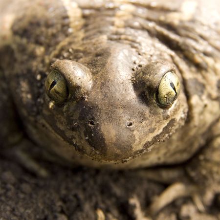 Close up of a large toad with the big eyesの写真素材