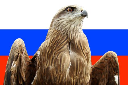 Eagle against the Russian flag - a symbol of Russiaの写真素材