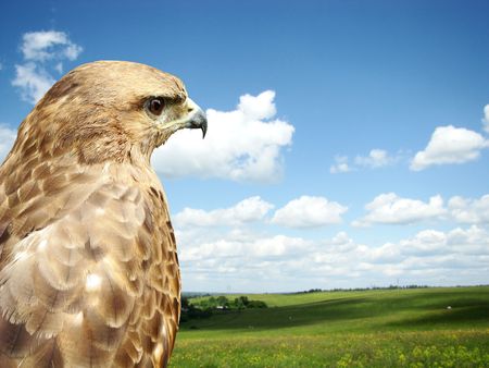Eagle against the blue sky with cloudsの写真素材
