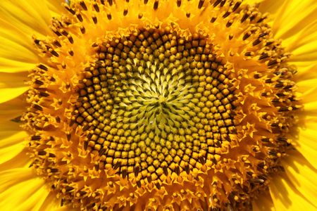 Sunny sunflowers hot summer close-up in Russiaの写真素材