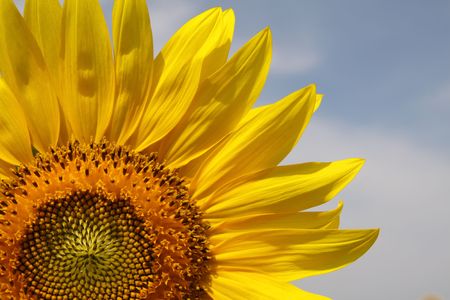 Sunny sunflowers against the sky in hot summerの写真素材