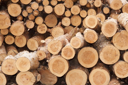 Tree trunks stacked in the open airの写真素材