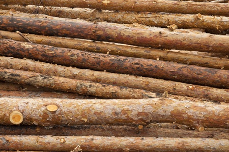 Tree trunks stacked in the open airの写真素材