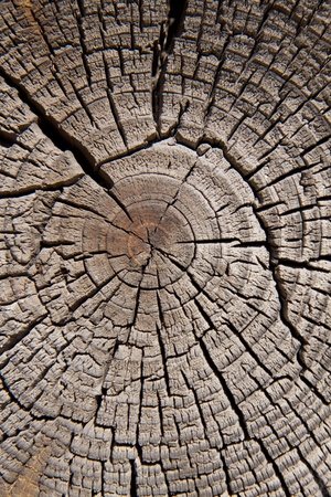 Old cut tree trunk and annual rings of treesの写真素材