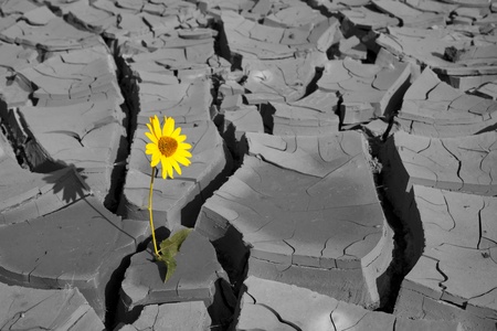 Lonely flower among cracks of soil after a heatの写真素材