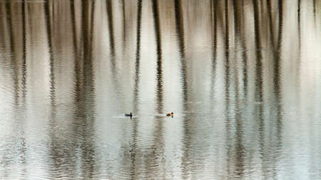Ducks on the pondの写真素材