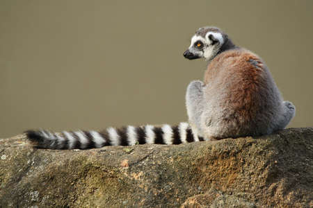 lemur