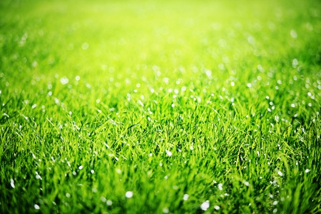 Close up of green grass with focus point の写真素材