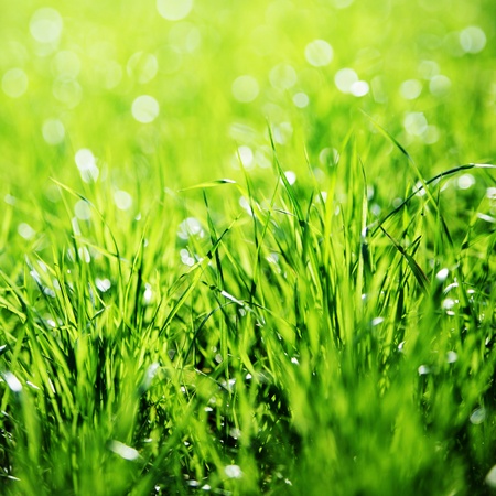 Extreme Close up of green grass with focus point の写真素材