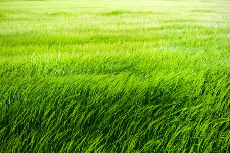Green grass field blowing in the wind の写真素材