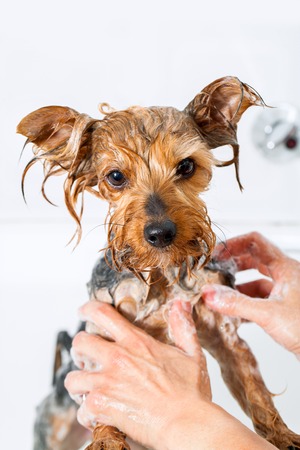 Close up of Female hands washing little yorkshire dog の写真素材