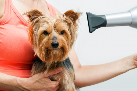 Female hands with hair dryer blow drying yorkshire  の写真素材