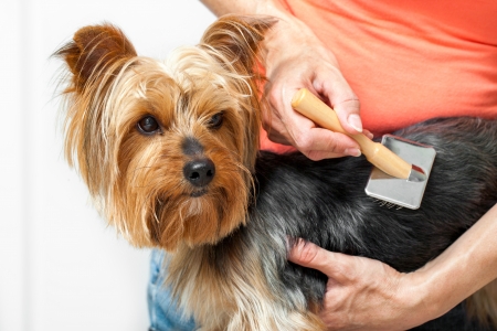Close up of female hands grooming yorkshire dog in salon の写真素材