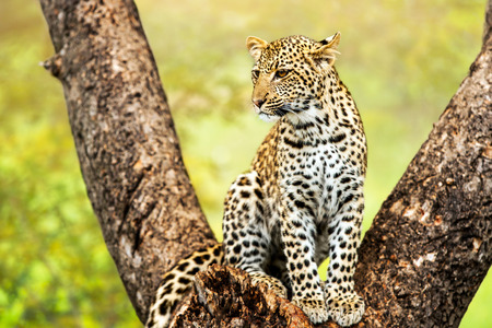 Close up of young male leopard sitting in tree の写真素材