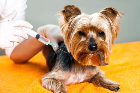 Close up of vet with syring holding yorkshire dog.の写真素材