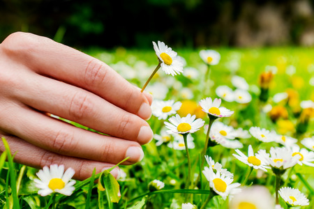 Extreme close up of female hand picking wild white daisies in forest.の写真素材