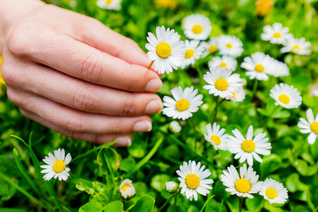 Extreme close up of female hand picking white daisies.の写真素材