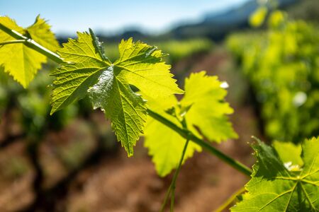 Extreme close up of grapevine leaves in vineyard. Sunbeam illuminating leaves with backlight.の写真素材