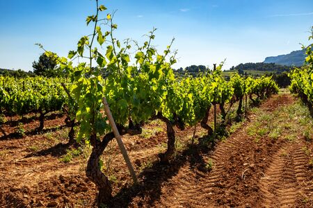 Close up of healthy green vineyard growing in organic soil against blue sky.の写真素材