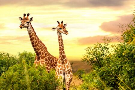 Close up of two giraffes standing among thorn trees in african savanah. Dramatic yellow and orange...