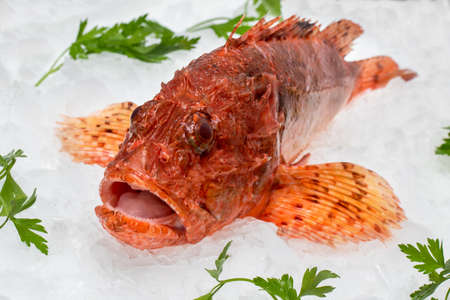 Close up of fresh red scorpionfish on crushed ice cubes with decorative green parsley leaves.の写真素材