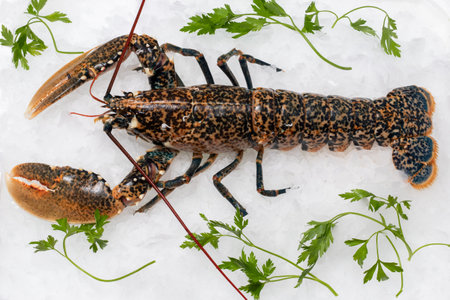 Top view of fresh American lobster on crushed ice with green decorative parsley leaves.の写真素材