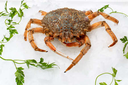 Close up of fresh European spider crab on crushed ice with green decorative parsley leaves.の写真素材