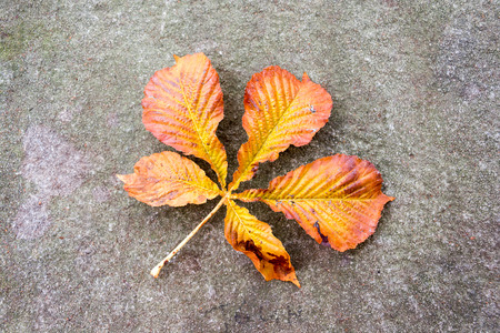 Autumn colored chestnut leaf fallen on a retaining wallの写真素材