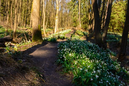 Spring snowflake flowers Leucojum vernum blooming in sunset