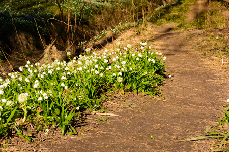 Spring snowflake flowers Leucojum vernum blooming in sunsetの写真素材