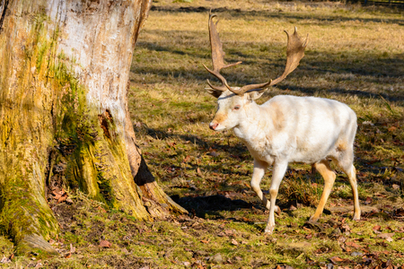 Herd of white fallow deer in nature at sunset. Fallow deer in rut. Latin name - Dama dama. Rare albino fallow deer.の写真素材