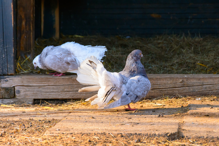 Two pigeons in the backyard. Pigeon courtship. Pigeons at sunset. Columbidaeの写真素材