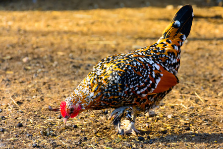 Gold speckled hen on the farm. Gallus gallus domesticus. Hen searching for food in the paddock. Hens...