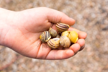 Empty snail shell in hand. Skew shells in baby's hand. Colorful abandoned snail shell in boy's palm.の写真素材