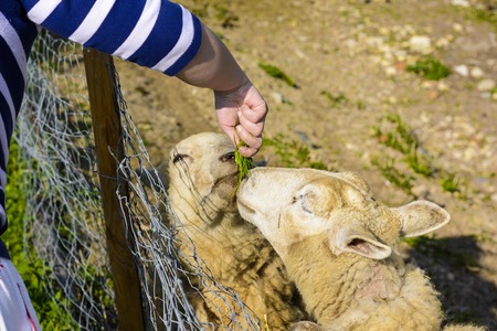 Feeding a sheep from his hand. Domesticated sheep on pasture at the sunset. Happy sheep in the paddock. Sheep ready for shearing wool.の写真素材