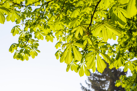Green background with chestnut leaves. Fresh green spring leaves on a tree.の写真素材