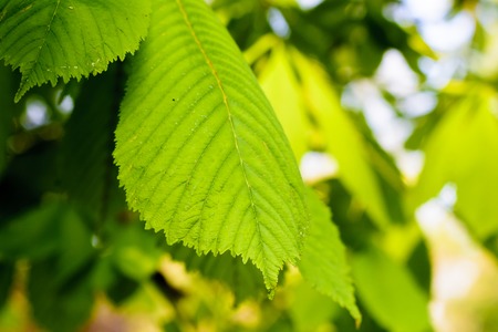 Green background with closeup leaves. Fresh green spring leaves on a tree.