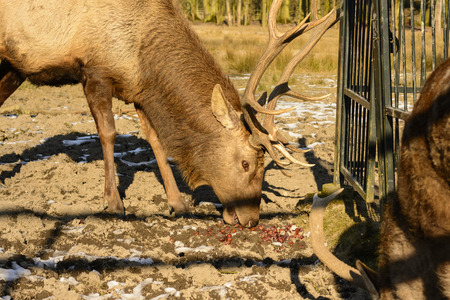 Big brown stag on a meadow at sunset. Life on the farm. Animals at Castle Castolovice. Deer eating chestnutsの写真素材