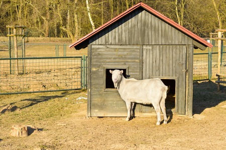 A white goat standing in front of the stables. Life on the farm. Animals at Castle Castolovice.の写真素材