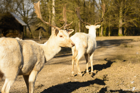 Albino fallow deer standing on a dusty road at sunset.  Life on the farm. Animals at Castle Castolovice.の写真素材