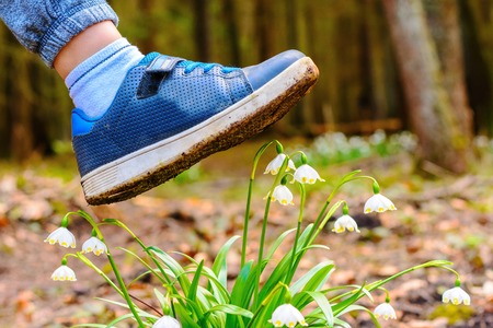 Spring snowflake flowers Leucojum vernum blooming in sunset. Flower protected by law. Shoe treading on a flower in grass. Concept shoes ruthlessly tramples the living flower. Keep off the flowersの写真素材