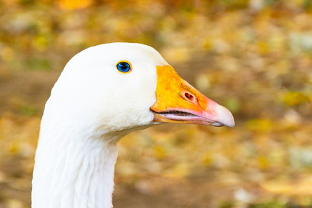 Portrait of a white geese with an orange beak. Breeding poultry for meat. Goose as a security guard. Anser anser domesticusの写真素材