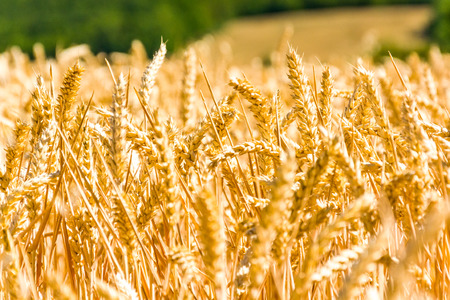Ripe corn cobs sunlit by the sun. Grains ready for harvest. Agriculture in the Czech Republic....