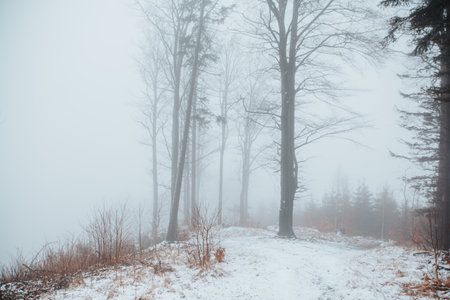 Foggy forest in winter. Velka Destna, Orlicke hory, Czech republic.の写真素材