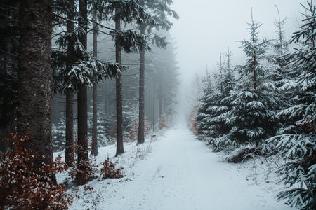 Foggy forest in winter. Velka Destna, Orlicke hory, Czech republic.の写真素材