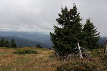 Detail of fallen tree in Jeseniky mountains. Czech Republic.の写真素材