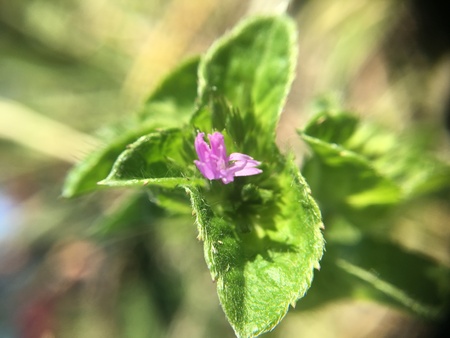 macro nature